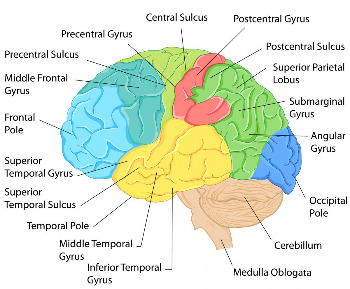 Attention impacts different neural networks